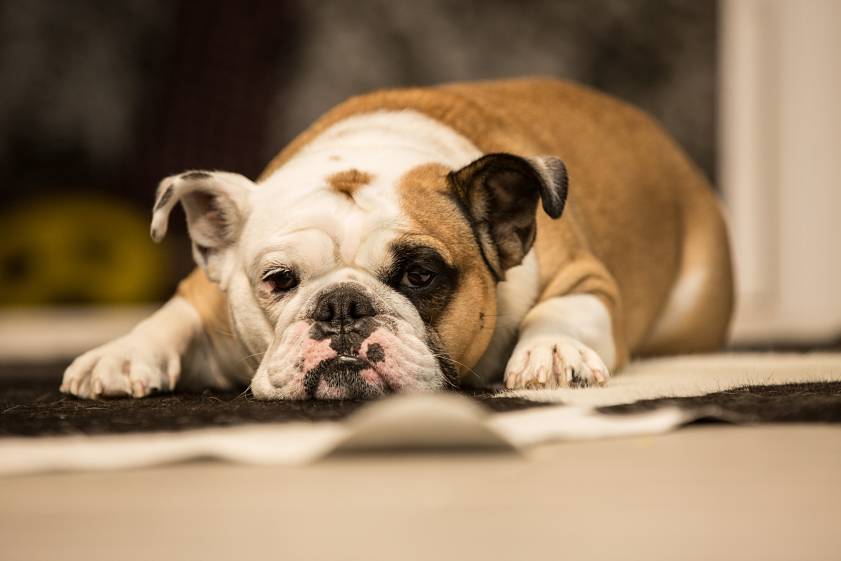 Diagnosing and Managing Arthritis in Pets Ohio Animal Foundation